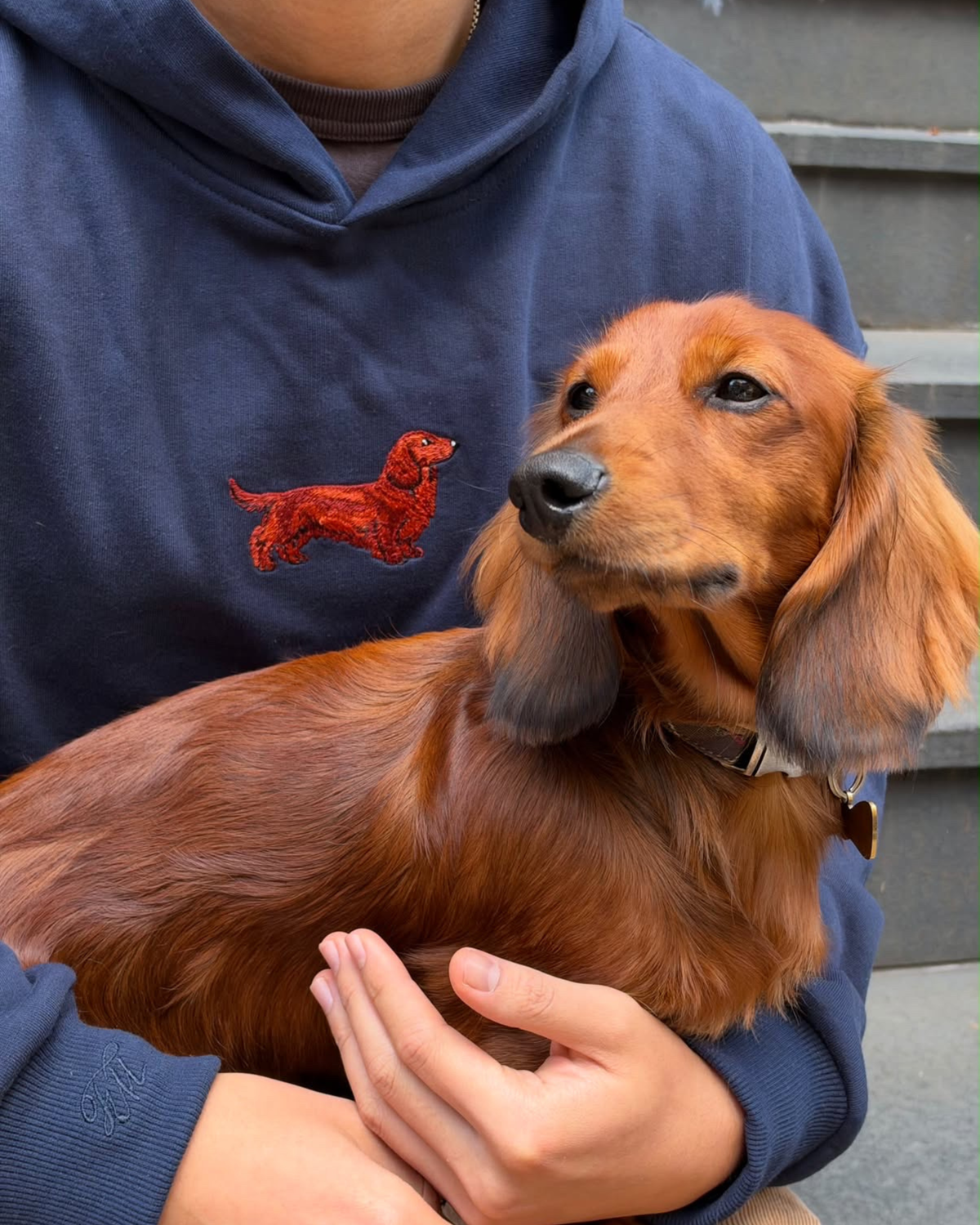 Red Dachshund Hoodie