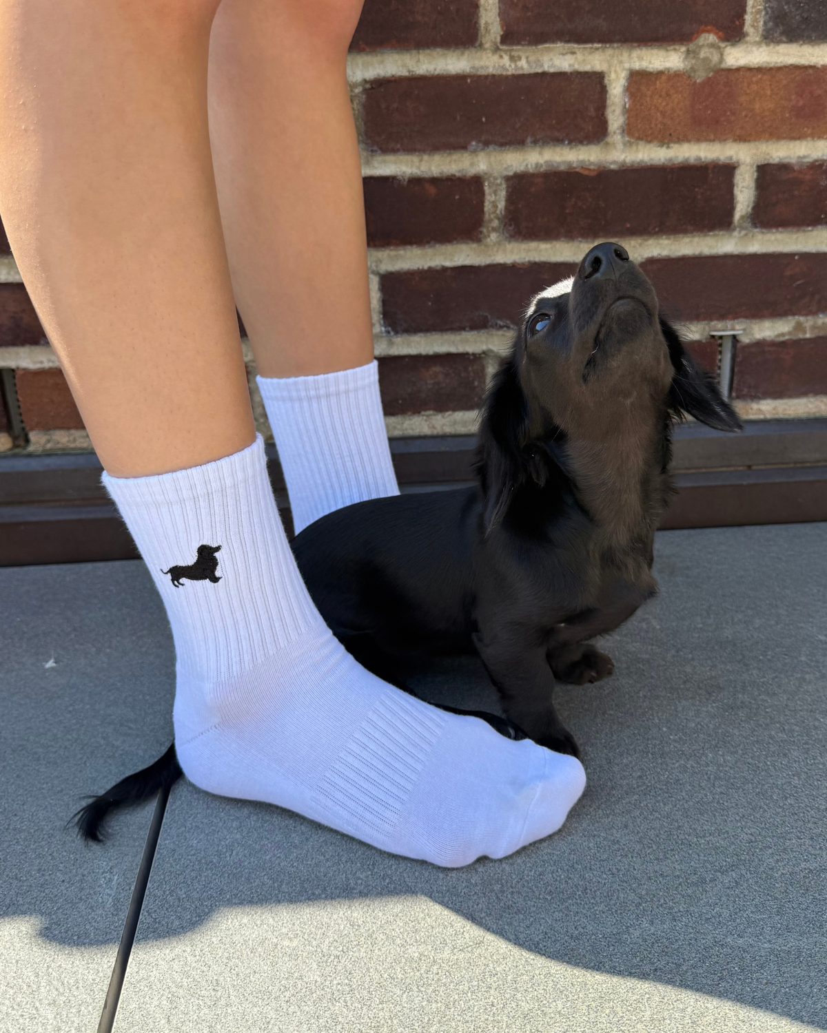 Embroidered Dachshund Socks (5 colors)