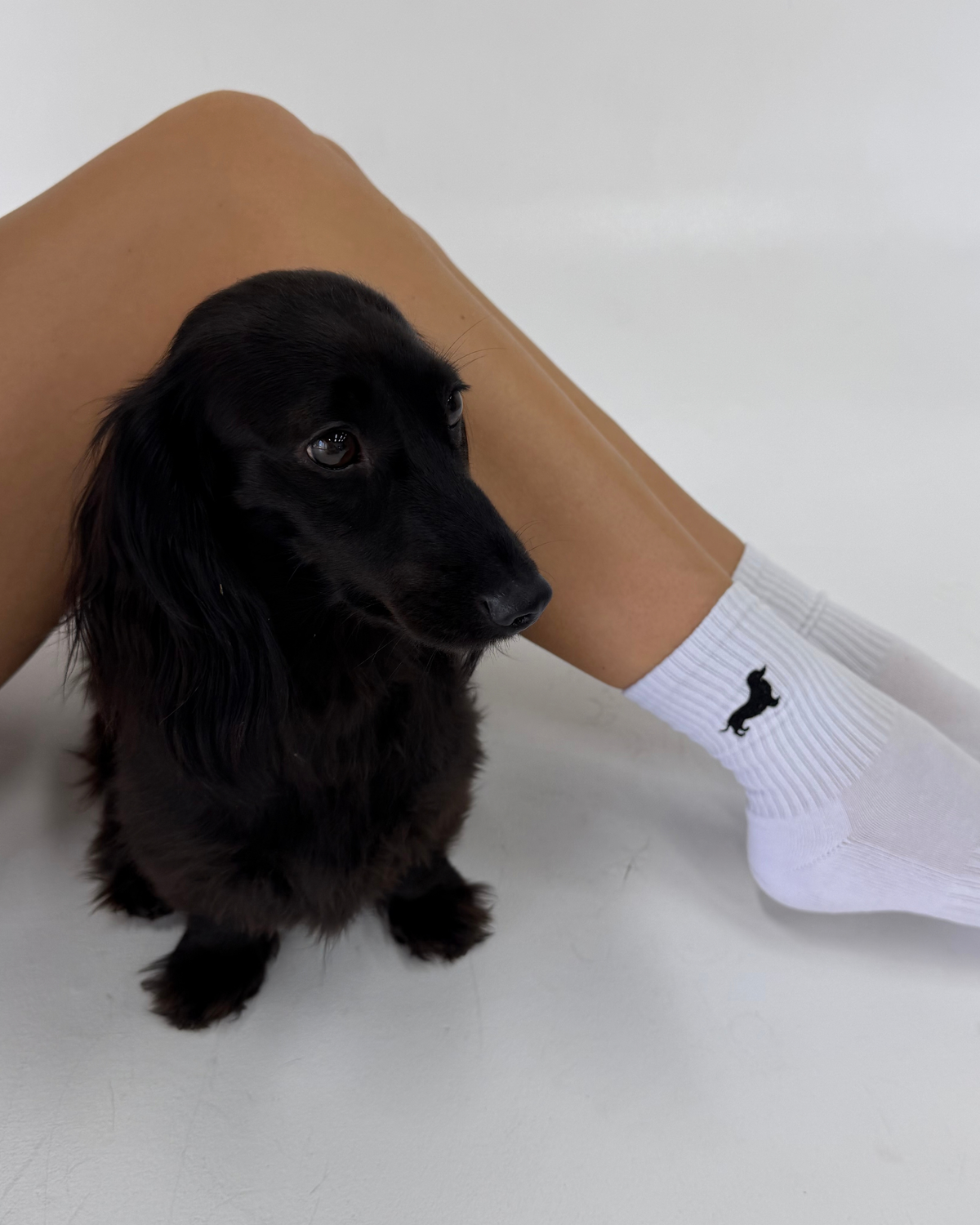 Embroidered Dachshund Socks (5 colors)